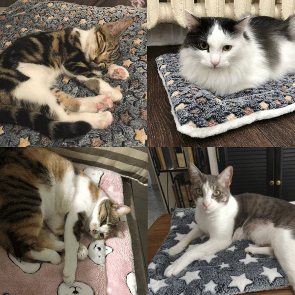 75% OFF LAST DAY | CatZoty™ Cozy Calming Cat Blanket - Image 3