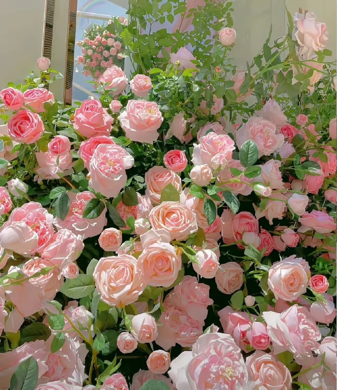 BlossomTrail™ — Turn Your Garden Into a Vibrant, Fragrant Rose Paradise Without the Hassle - Image 15