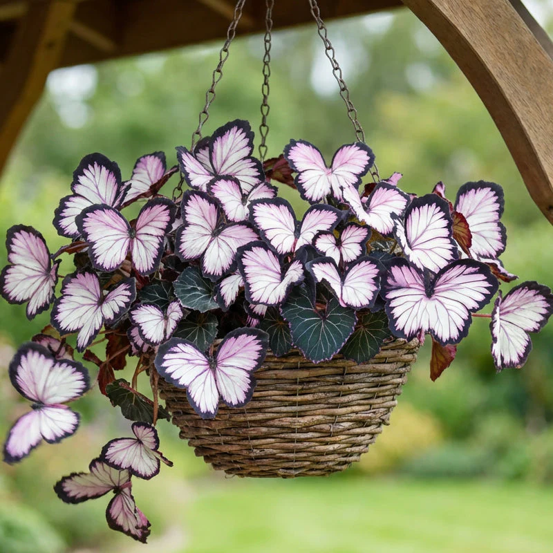 FlutterMuse™ Butterfly Bloom Seeds — Transform Your Garden into a Magical Butterfly Wonderland - Image 6