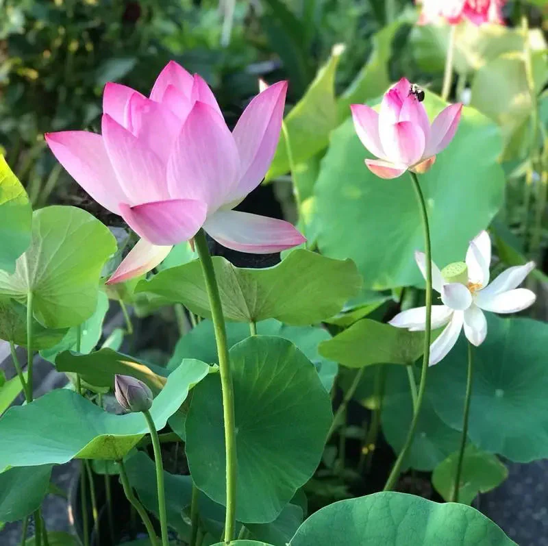 LotusRadiance™ — Ignite Your Pond with Stunning Blooms That Transform Your Garden Into a Serene Sanctuary - Image 2