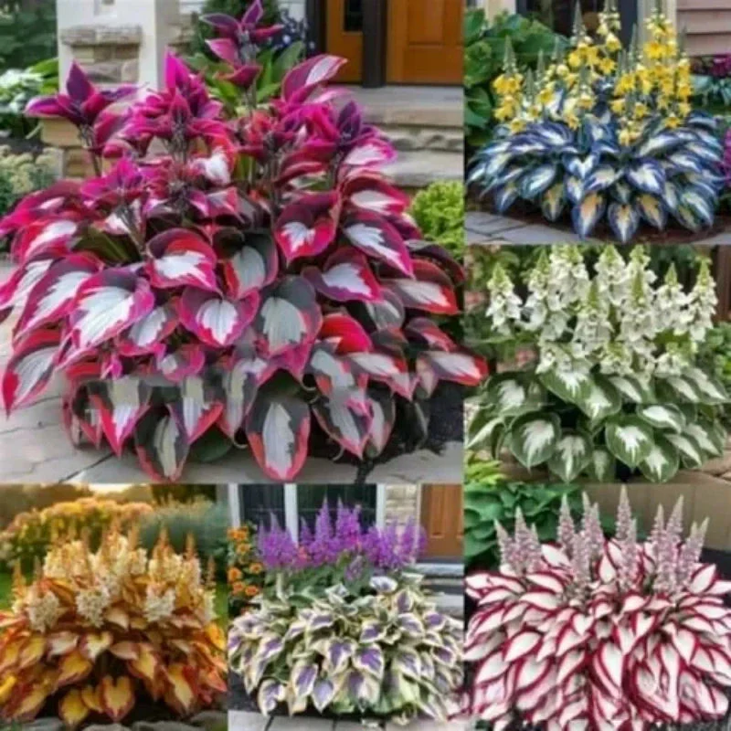 LuxiShade™ Variegated Hostas — Transform Dark Corners into Vibrant, Carefree Garden Oases - Image 17