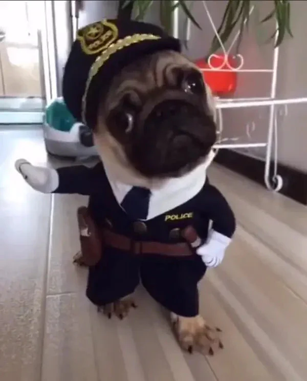 PhantomCharm™ — Turn Your Pet Into the Irresistible Halloween Showstopper Everyone Loves - Image 10