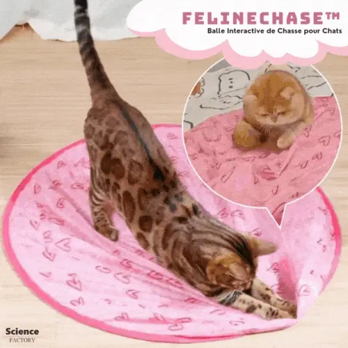 PurrQuest™ — Ignite Your Cat’s Wild Instincts for Endless Thrills and Energy - Image 10
