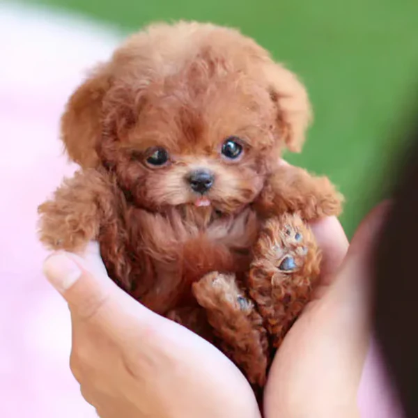 ViviPup™ — Bring Home True Puppy Joy That Warms Your Heart Every Day - Image 6
