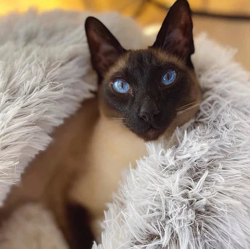 VelociNest™ — Turn Your Pet’s Stress into Pure Bliss and Cozy Comfort - Image 2
