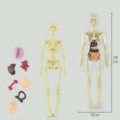 VitaForm™ 3D Anatomy Explorer — Unlock Mastery by Seeing and Touching Every Body Detail - Image 12