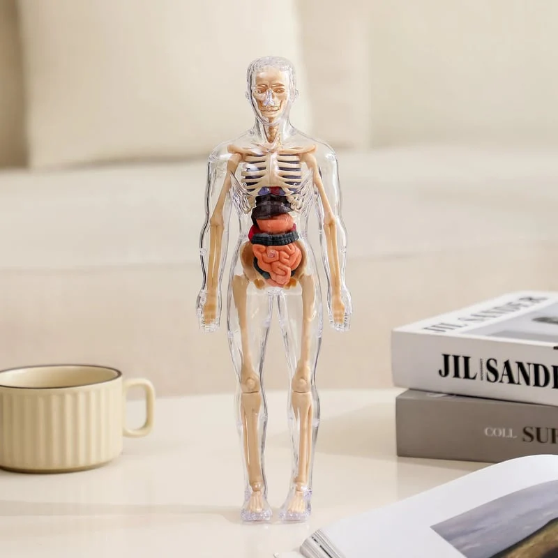 VitaForm™ 3D Anatomy Explorer — Unlock Mastery by Seeing and Touching Every Body Detail - Image 4