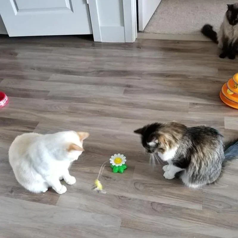 Zolara Interactive Cat Toy - Image 4