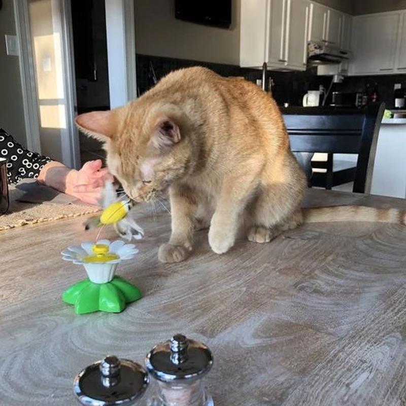 Zolara Interactive Cat Toy - Image 5